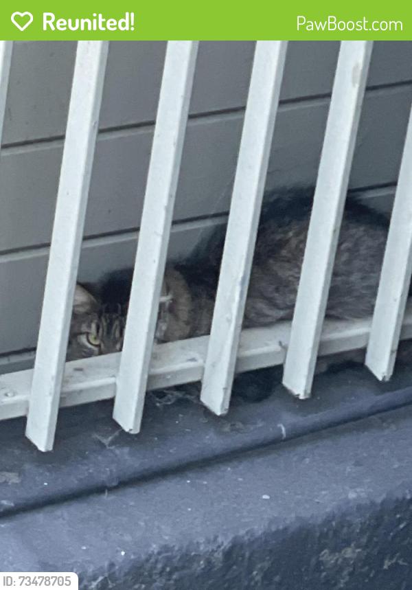 Reunited Female Cat last seen Treat Ave and 25th St, San Francisco, CA 94110