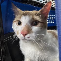 Shelter Stray Male Cat last seen , 124 Evergreen Ave, Newark, NJ 07114, USA