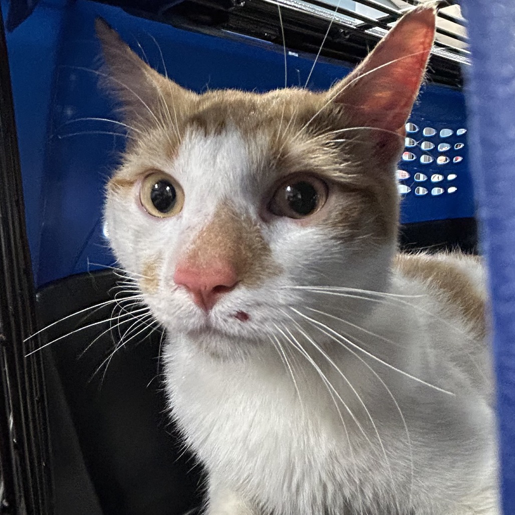Shelter Stray Male Cat last seen , 124 Evergreen Ave, Newark, NJ 07114, USA