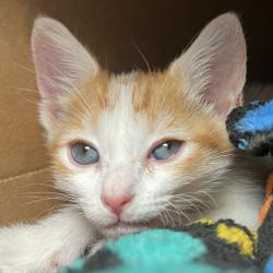 Shelter Stray Unknown Cat last seen , 4575 E Mesquite Ave, Palm Springs, CA 92264, USA