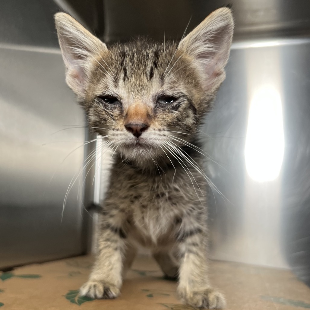 Shelter Stray Unknown Cat last seen , 4575 E Mesquite Ave, Palm Springs, CA 92264, USA