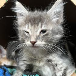 Shelter Stray Unknown Cat last seen , 4575 E Mesquite Ave, Palm Springs, CA 92264, USA
