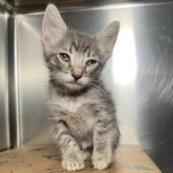 Shelter Stray Unknown Cat last seen , 4575 E Mesquite Ave, Palm Springs, CA 92264, USA