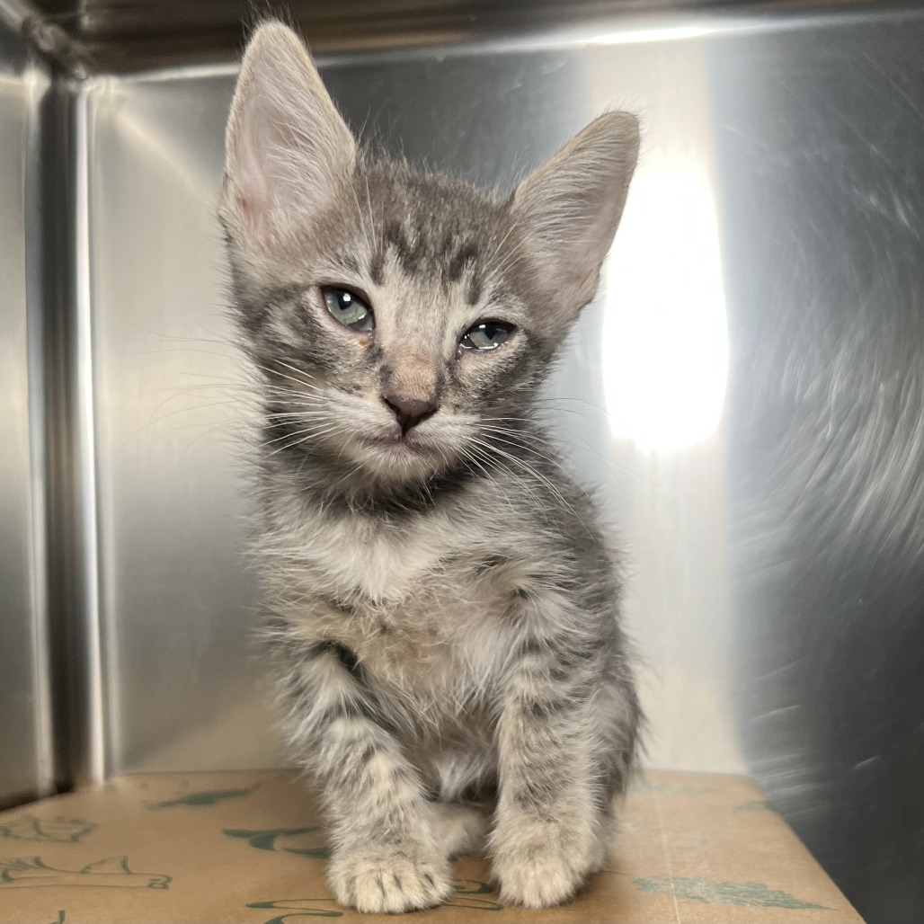 Shelter Stray Unknown Cat last seen , 4575 E Mesquite Ave, Palm Springs, CA 92264, USA