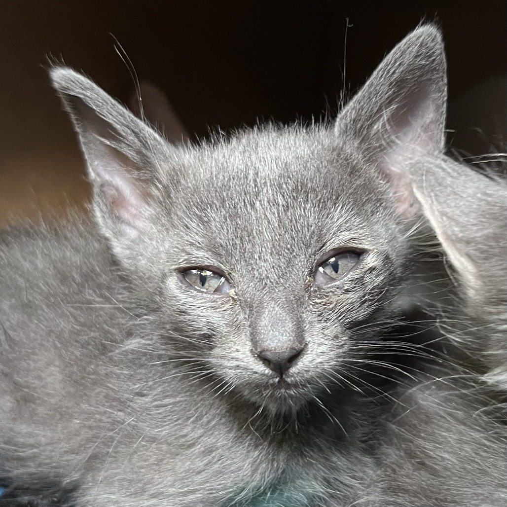 Shelter Stray Unknown Cat last seen , 4575 E Mesquite Ave, Palm Springs, CA 92264, USA