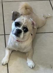 Reunited Female Dog last seen Kendall, FL 33183, USA, Kendall, FL 33183