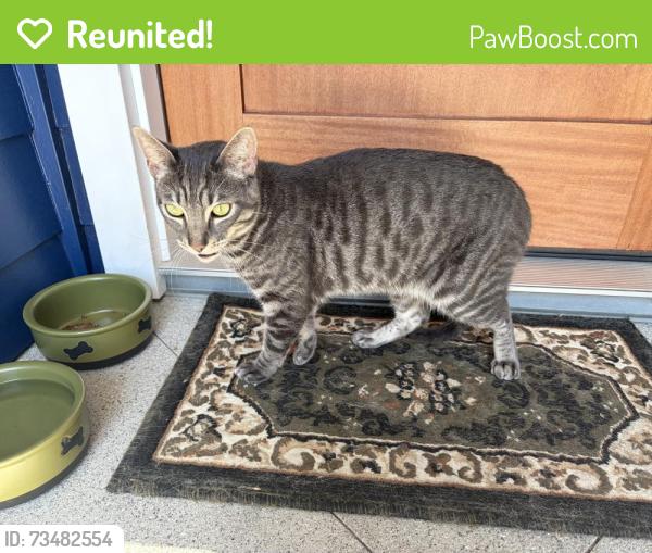 Reunited Unknown Cat last seen 87th Street between Rayford and Stanmoor, near Loyola Village Elementary School, Los Angeles, CA 90045