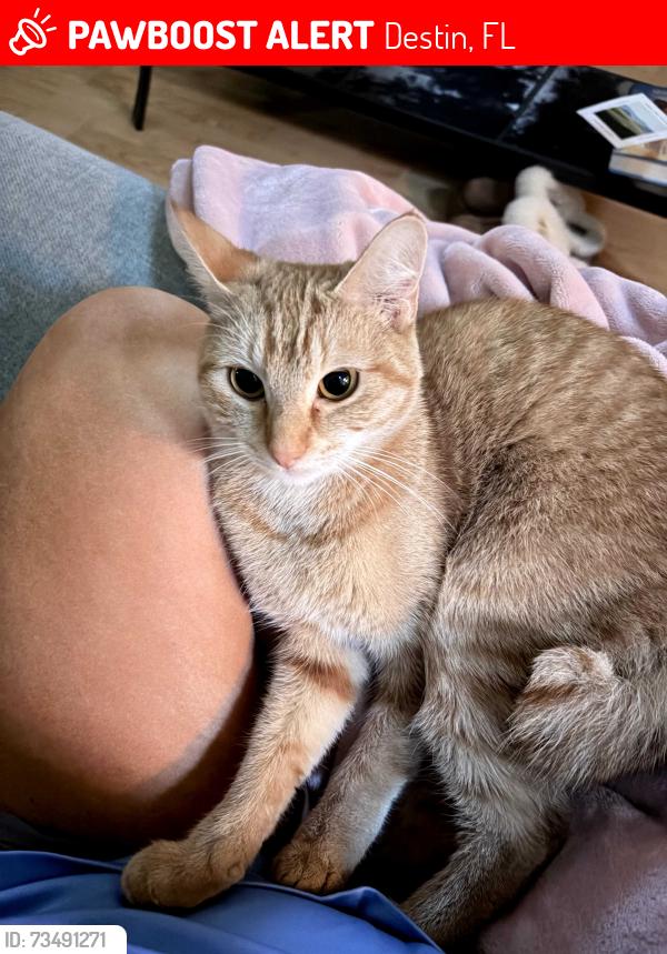Lost Female Cat last seen Etretat Village, Destin, FL 32541