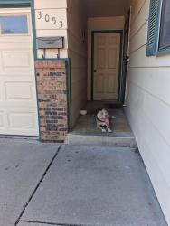 Found/Stray Male Dog last seen 30th and Gordon Ave, Wichita, KS 67217