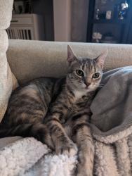 Reunited Female Cat last seen Best Care Animal hosp building, New Port Richey, FL 34653