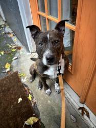 Found/Stray Male Dog last seen Pond St, Asheville, NC 28806