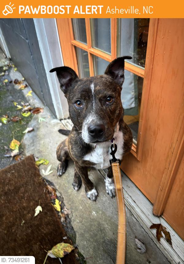 Found/Stray Male Dog last seen Pond St, Asheville, NC 28806
