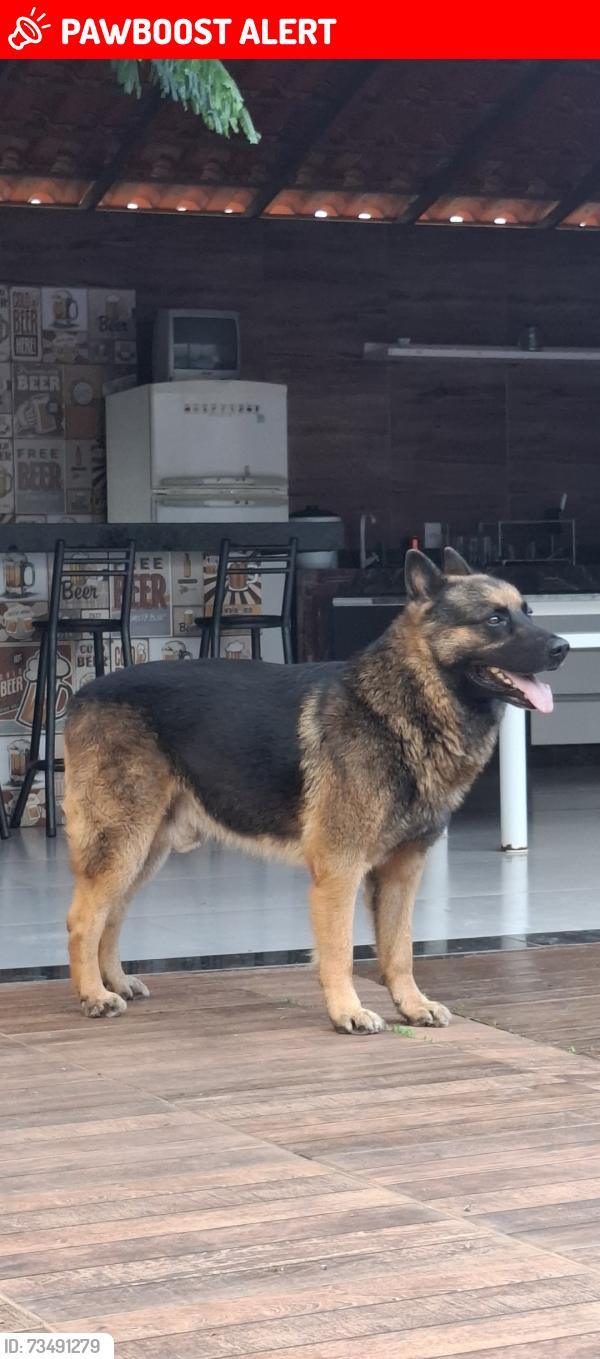 Lost Male Dog last seen Alto Santo Antônio, Santo Antonio (Roca Grande), MG 34545-150