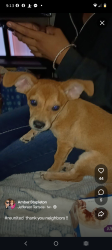 Lost Male Dog last seen Donaldson and w gramercy pl, San Antonio, TX 78228