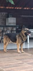Lost Male Dog last seen Alto Santo Antônio, Santo Antonio (Roca Grande), MG 34545-150