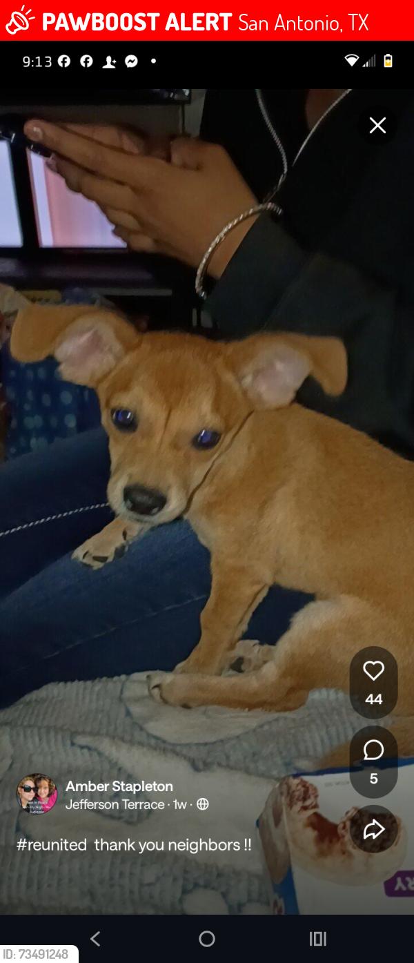 Lost Male Dog last seen Donaldson and w gramercy pl, San Antonio, TX 78228