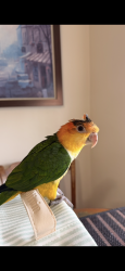 Reunited Unknown Bird last seen hses, Lake Worth Beach, FL 33460