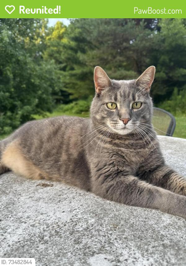 Reunited Male Cat last seen Mount Philo Road, 0.25 mile south of mount philo inn, Charlotte, VT 05445