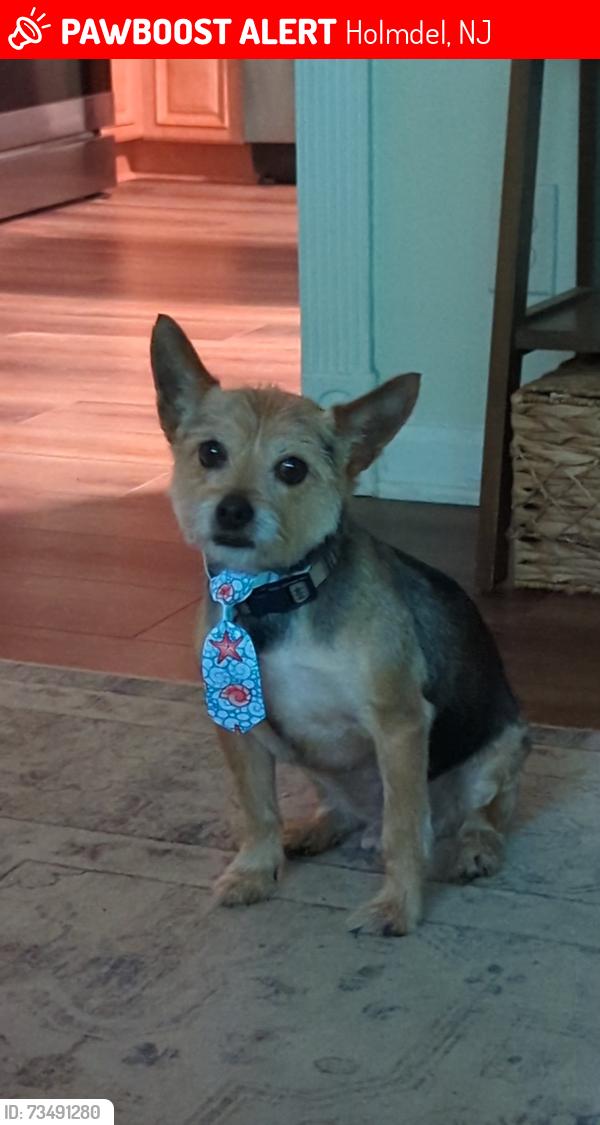 Lost Male Dog last seen Deercrest rd, holmdel, nj, Holmdel, NJ 07733
