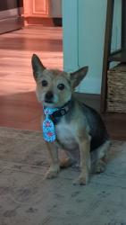 Lost Male Dog last seen Deercrest rd, holmdel, nj, Holmdel, NJ 07733