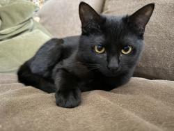 Reunited Female Cat last seen Warrior dr & S Churc st by the Rite Aid, Murfreesboro, TN 37128