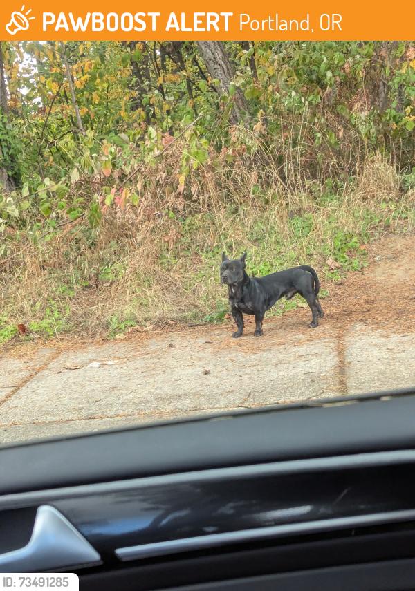 Found/Stray Male Dog last seen 176th & Pacific , Nadaka Park, Portland, OR 97230