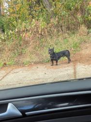 Found/Stray Male Dog last seen 176th & Pacific , Nadaka Park, Portland, OR 97230