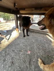 Found/Stray Female Dog last seen Roxk quarry road by warehouses, Dallas, TX 75211