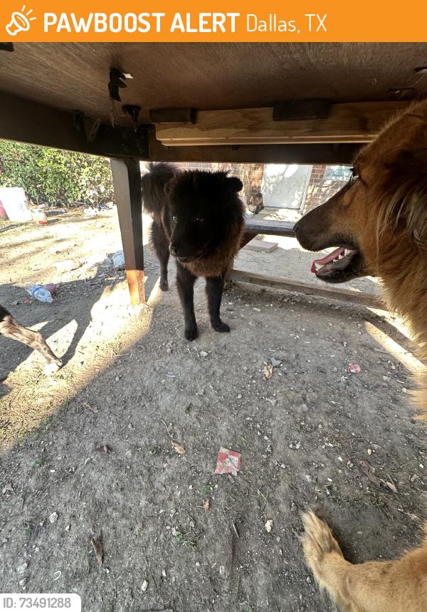 Found/Stray Female Dog last seen Roxk quarry road by warehouses, Dallas, TX 75211