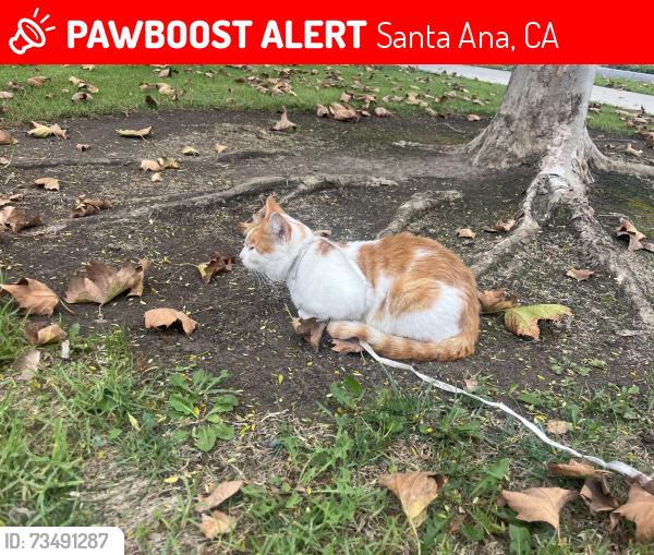 Lost Unknown Cat last seen Bristol Food Court, Santa Ana, CA 92704