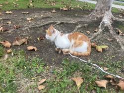 Lost Unknown Cat last seen Bristol Food Court, Santa Ana, CA 92704