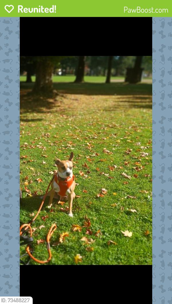 Reunited Female Dog last seen Gladstone, Gladstone, OR 97027