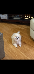 Reunited Male Dog last seen Penhurst ave & Morton dr., Daly City, CA 94015