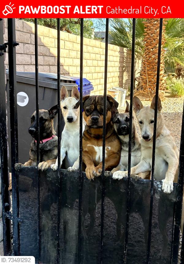 Lost Male Dog last seen Vista Chino Avenida Maravilla, Cathedral City, CA 92234