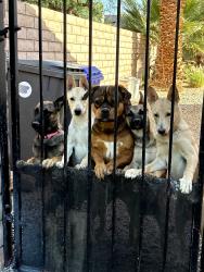 Lost Male Dog last seen Vista Chino Avenida Maravilla, Cathedral City, CA 92234