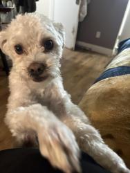 Reunited Male Dog last seen Magic Moment Ln & harbor view dr, Paradise, NV 89119