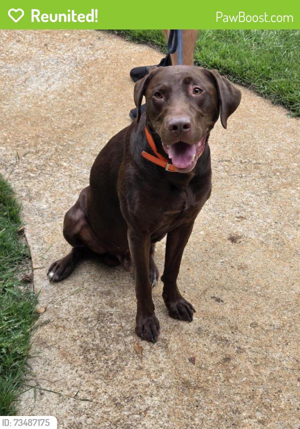 Reunited Male Dog last seen Rising Star RD & Old Greenville RD, Fayetteville, GA 30215
