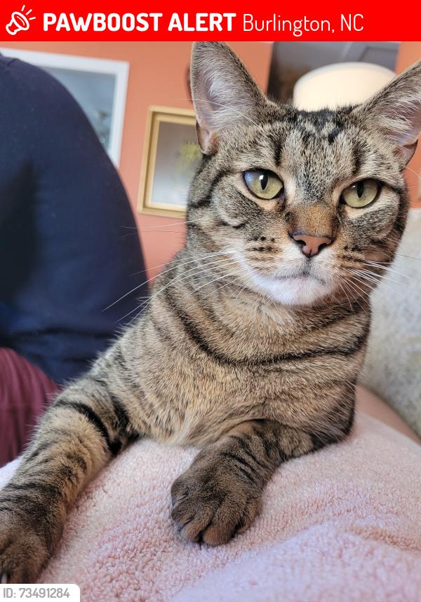 Lost Male Cat last seen Combs St. and Bradley St., Burlington, NC 27215