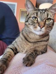 Lost Male Cat last seen Combs St. and Bradley St., Burlington, NC 27215
