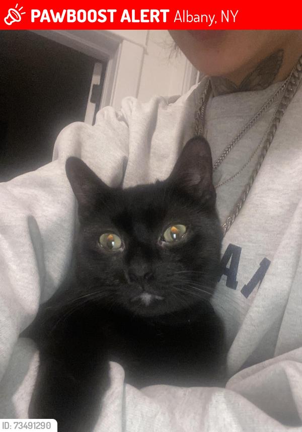 Lost Male Cat last seen Near grand st, Albany, NY 12207