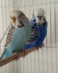 Lost Female Bird last seen Mohawk st, La Mesa, CA 91942