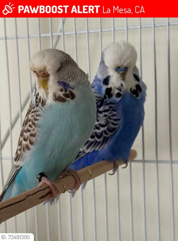Lost Female Bird last seen Mohawk st, La Mesa, CA 91942