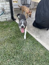 Reunited Female Dog last seen McKinney, TX, USA, McKinney, TX 75069