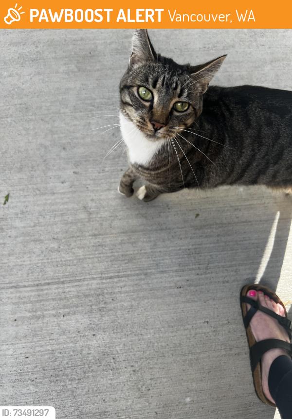 Found/Stray Male Cat last seen Pacific Community Park, Vancouver, WA 98684