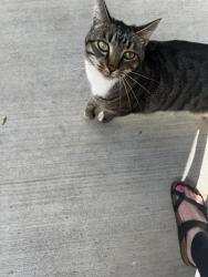 Found/Stray Male Cat last seen Pacific Community Park, Vancouver, WA 98684