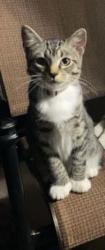 Lost Female Cat last seen Inverness golf and country club, Inverness, FL 34450