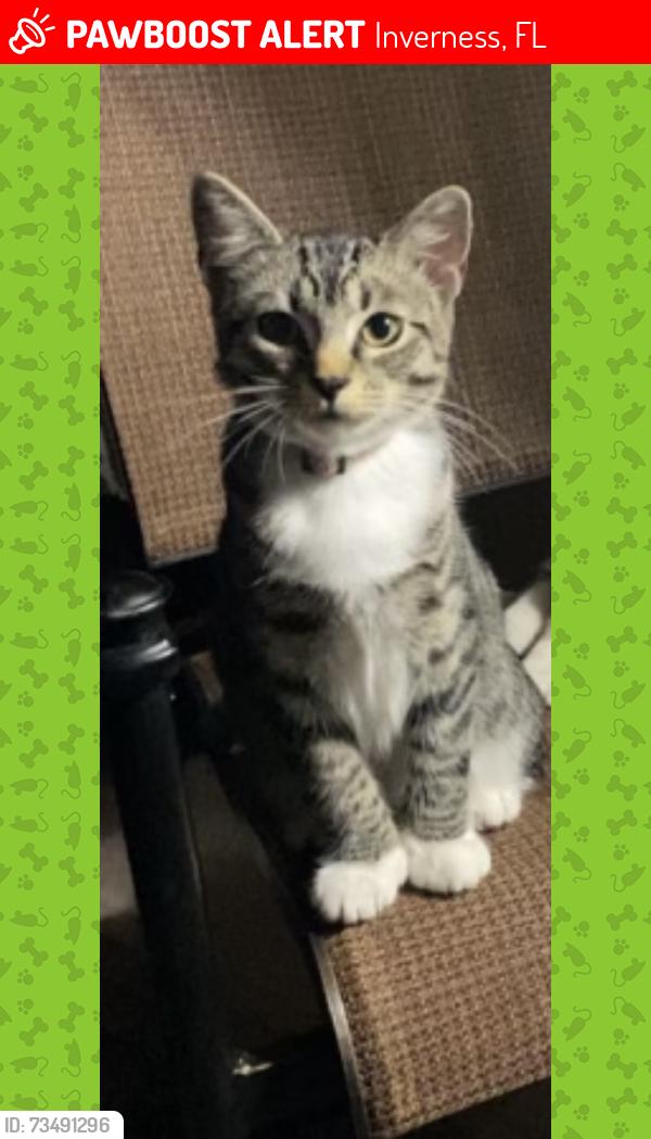 Lost Female Cat last seen Inverness golf and country club, Inverness, FL 34450