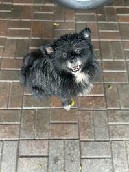 Reunited Male Dog last seen Near hammel st, East Los Angeles, CA 90022