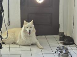 Reunited Male Dog last seen Heather and Downing, Angleton, TX 77515