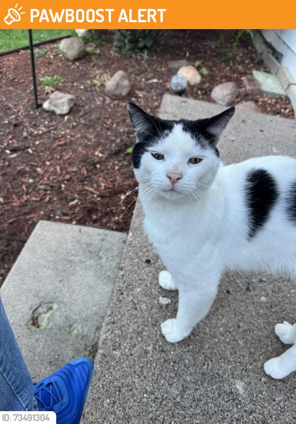 Found/Stray Male Cat last seen Five mile and Delaware, Redford Township, MI 48239